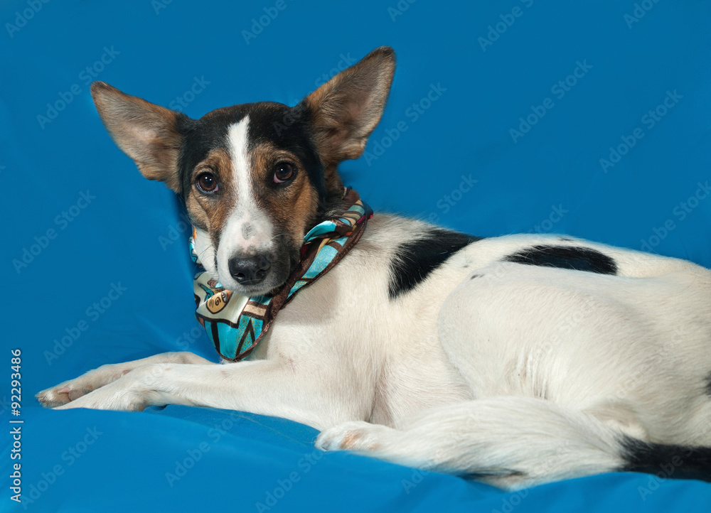 White, red and black dog with big ears lies on blue