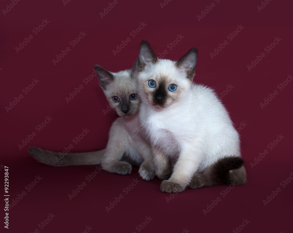 Two Thai white kitten sitting on burgundy