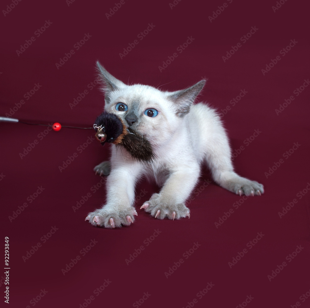 Thai white kitten playing on burgundy