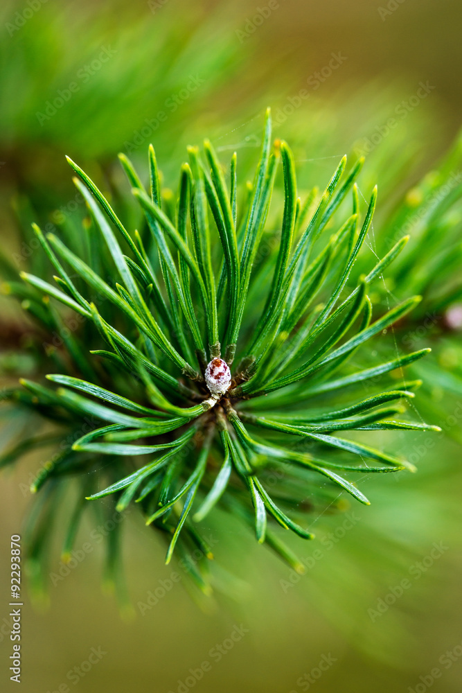 Close up of pine needles, with out of focus areas Close up of pine needles, with out of focus areas