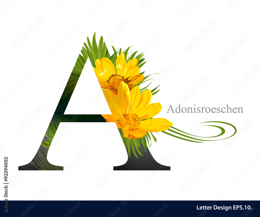 Letter A vector alphabet with adonisroeschen flower. ABC concept - obrazy, fototapety, plakaty 