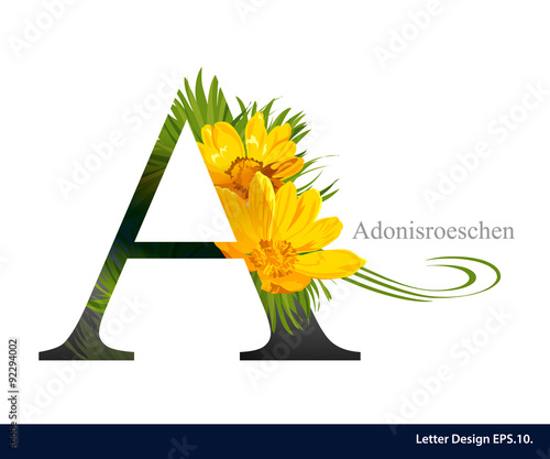 Letter A vector alphabet with adonisroeschen flower. ABC concept