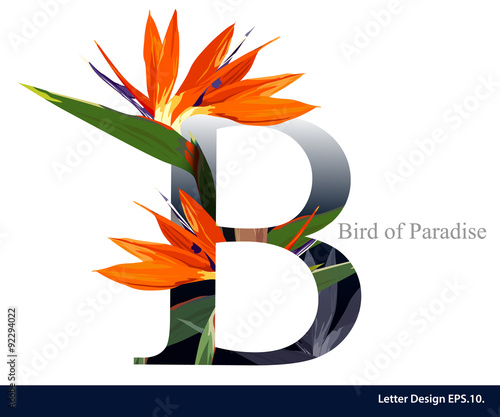 Letter B vector alphabet with bird of paradise flower. ABC conce