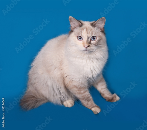 Siberian cat seal point sitting on blue