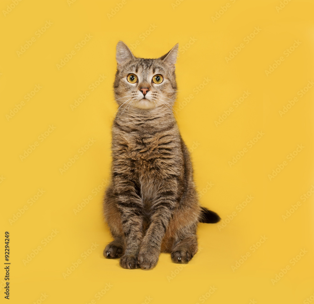 Gray striped cat sitting on yellow