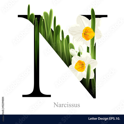 Letter N vector alphabet with narcissus flower. ABC concept type