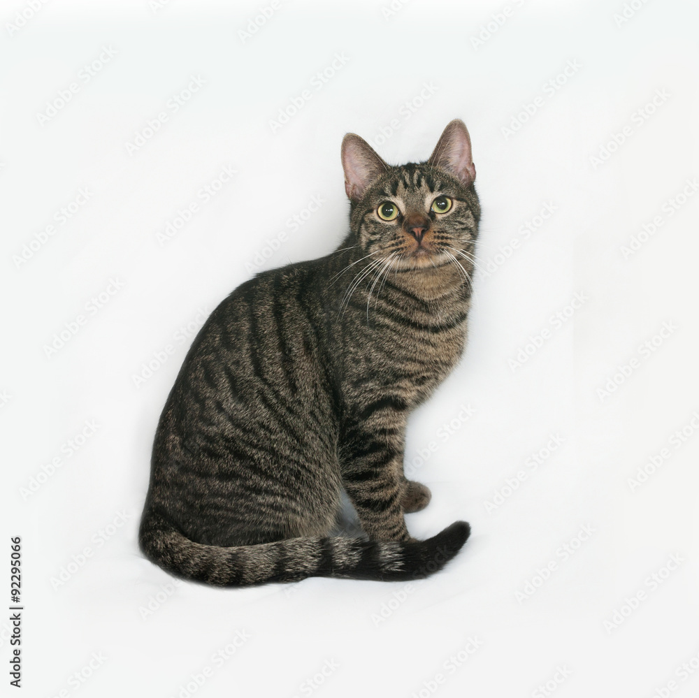 Obraz premium Striped cat sits on gray