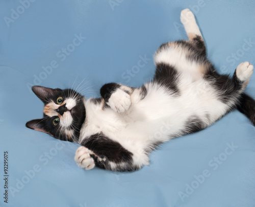 Tricolor kitten lying on blue