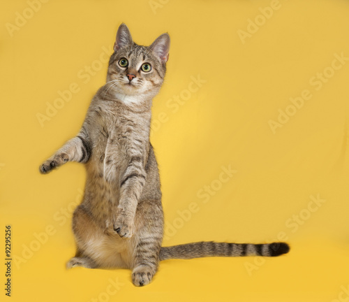 Grey tabby cat sitting on yellow