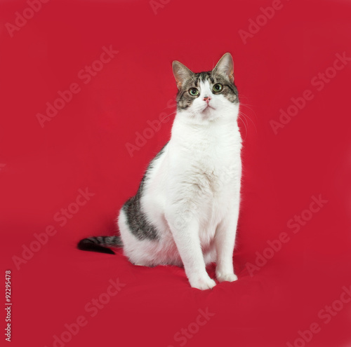 Tabby and white cat is sitting on red
