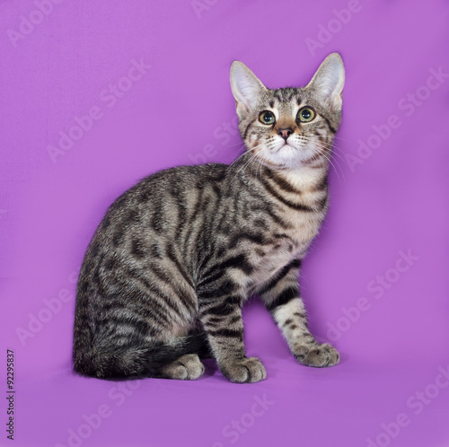 Fototapeta Naklejka Na Ścianę i Meble -  Small striped kitten sitting on lilac