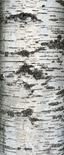 Fototapeta Naklejka Na Ścianę i Meble -  Texture of old birch tree bark with green moss