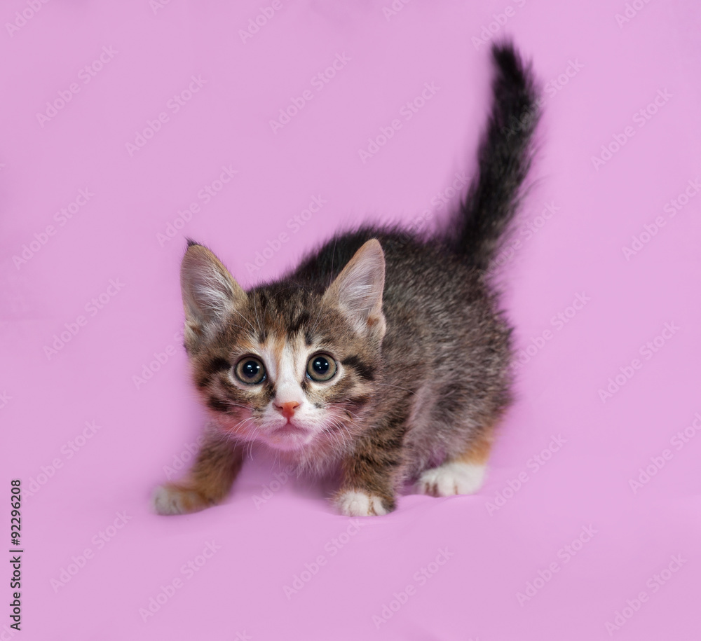 Striped and red kitten standing on pink