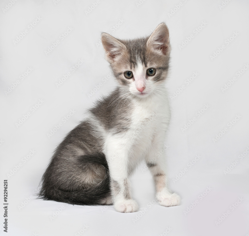 Small white and tabby kitten sitting on gray Small white and tabby kitten sitting on gray