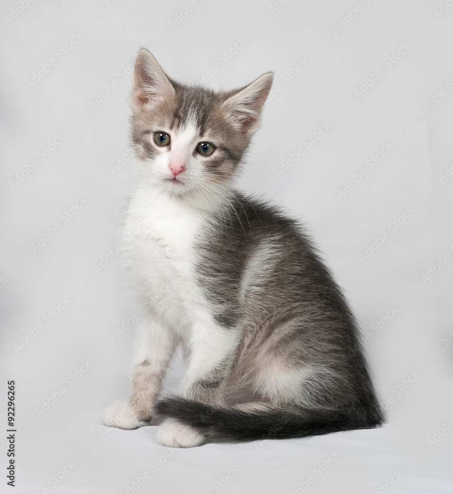 Small white and tabby kitten sitting on gray Small white and tabby kitten sitting on gray