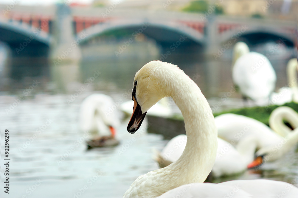 Obraz premium white swan on the river Vltava