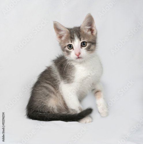 Small white and tabby kitten sitting on gray