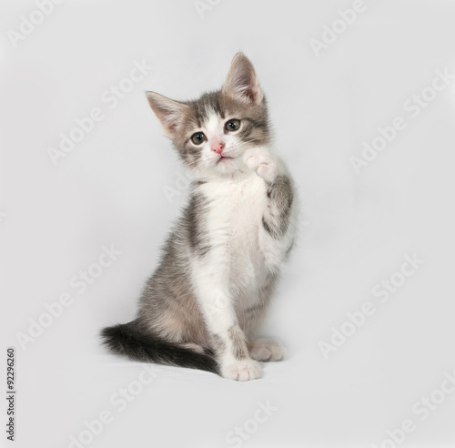 Small white and tabby kitten sitting on gray © Hanna Darzy