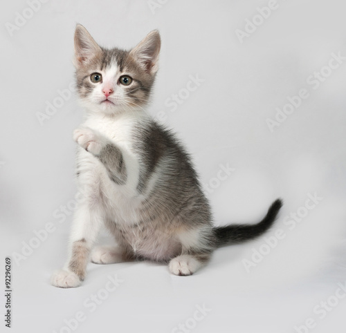 Small white and tabby kitten sitting on gray