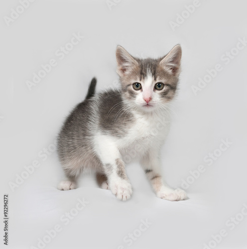 Small white and tabby kitten standing on gray