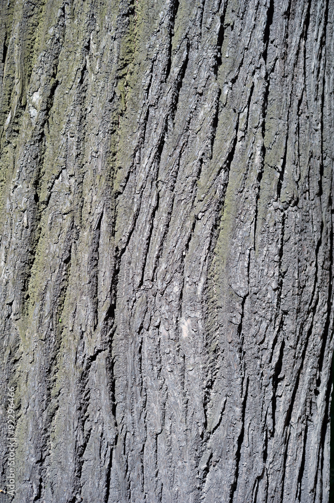 Texture of old tree bark with green moss Texture of old tree bark with green moss