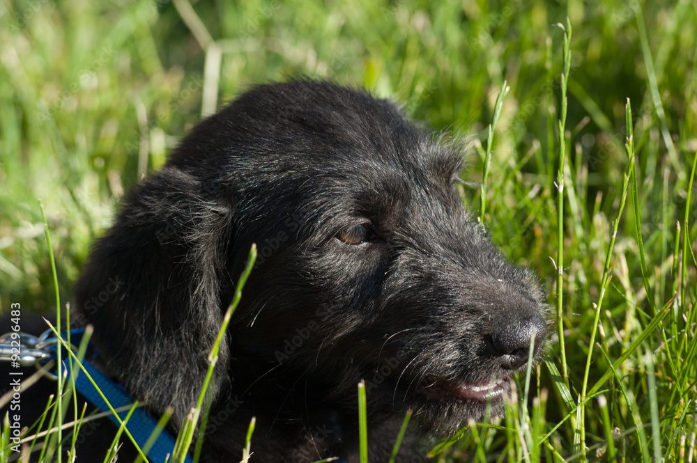 Bearded black dog lying on green background Bearded black dog lying on green background