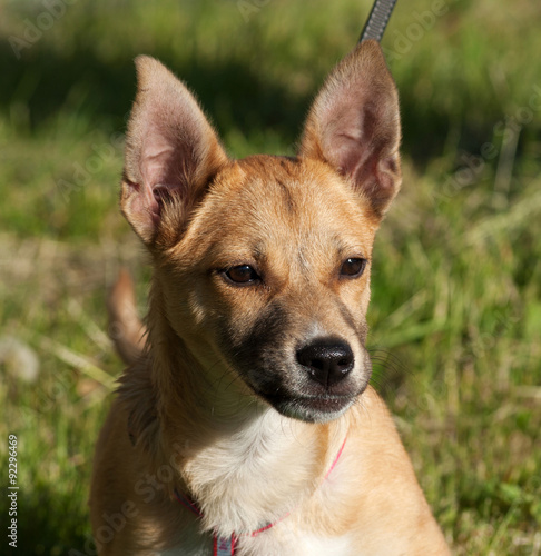 Red dog stands on background of grass