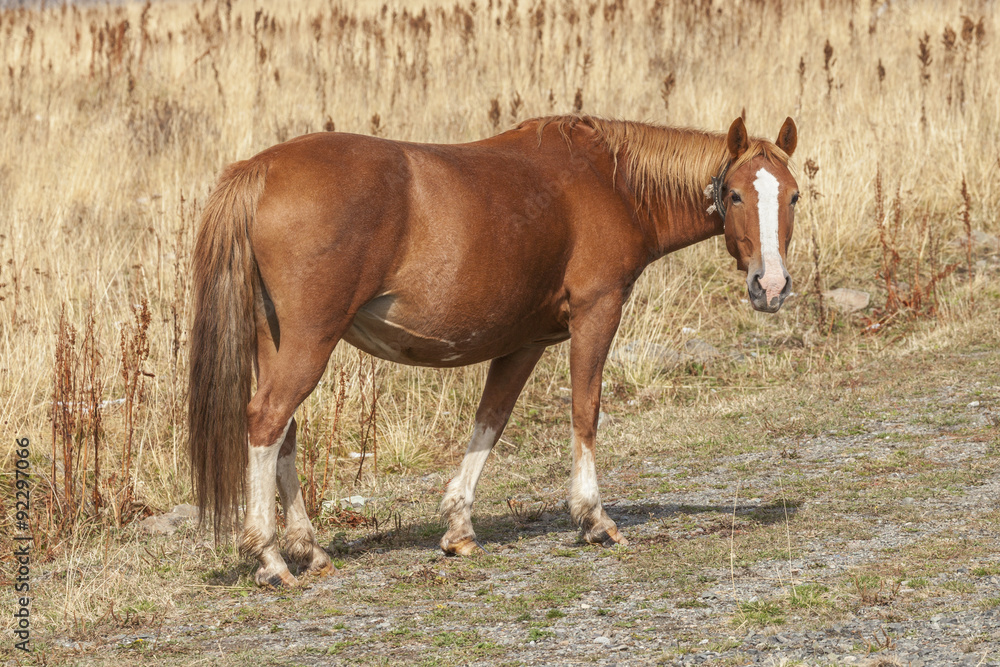 Obraz premium Konie w polu