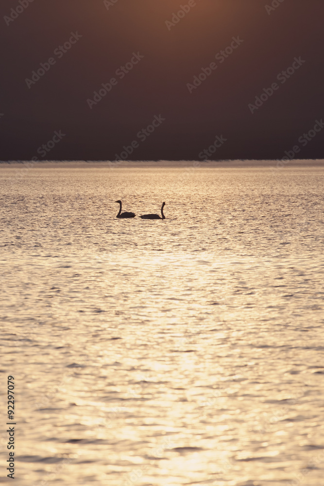 Fototapeta premium Two swans at sunset teenager swimming in the lake