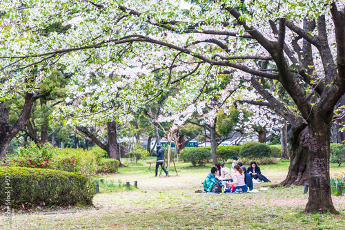 Foto picnic or Hanami under the Sakura tree blossoms in Japan