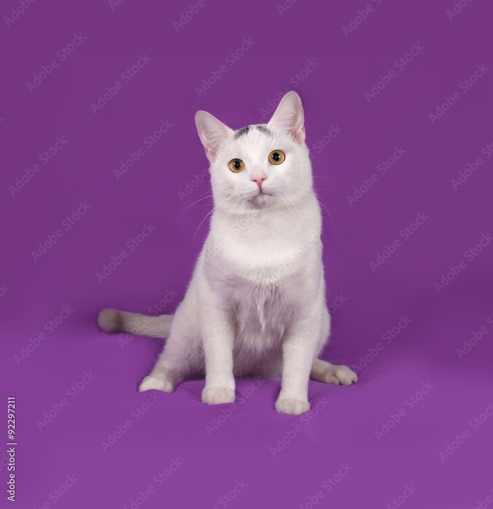 Fototapeta premium White cat with gray spots sitting on lilac