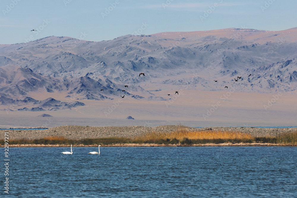 Fototapeta premium Two teenagers swans in the bay of Lake Uureg Nuur in Mongolia