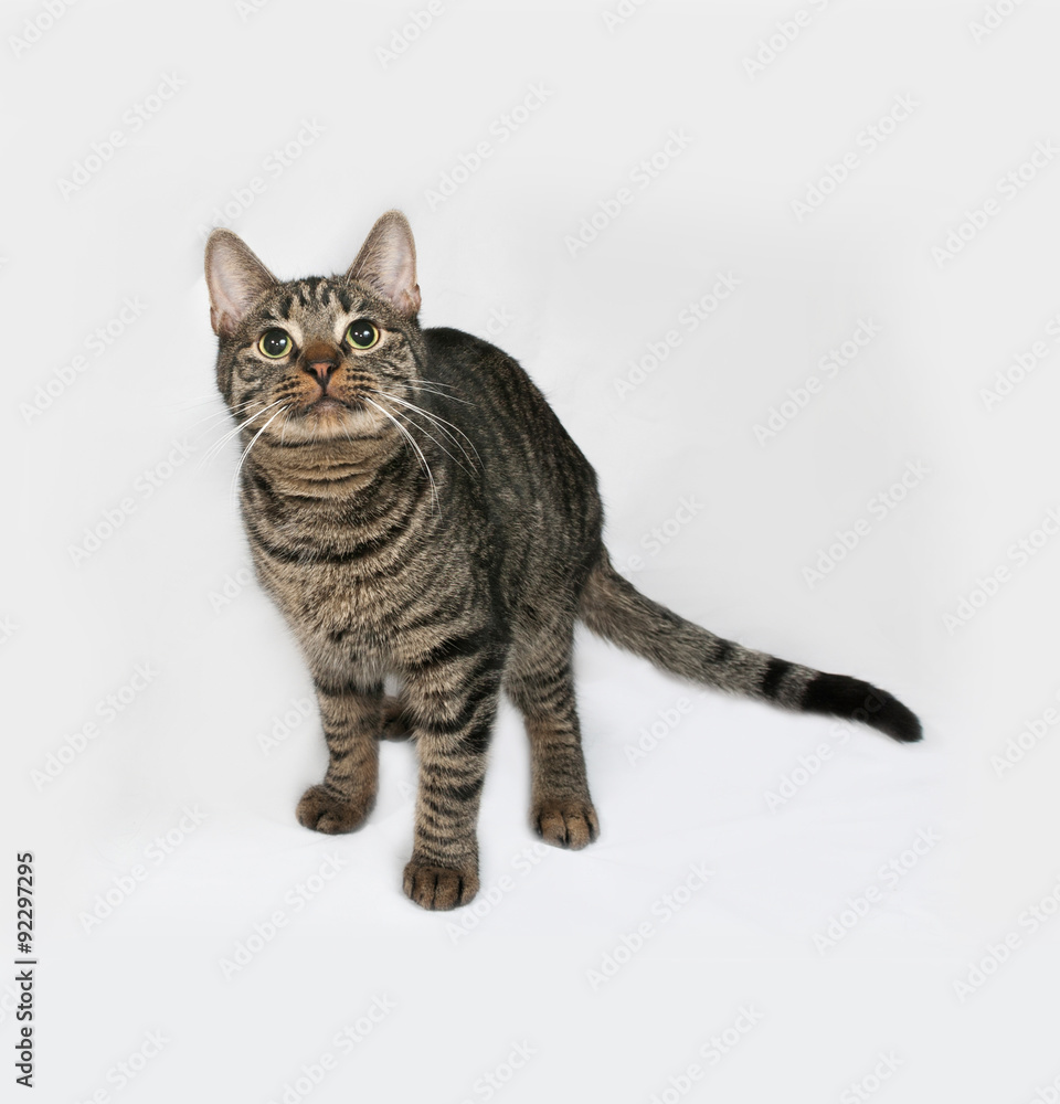 Striped cat standing on gray