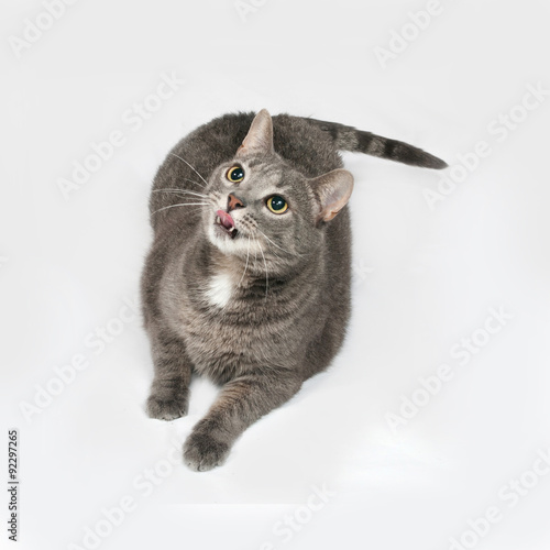 Gray striped and white cat lies on gray