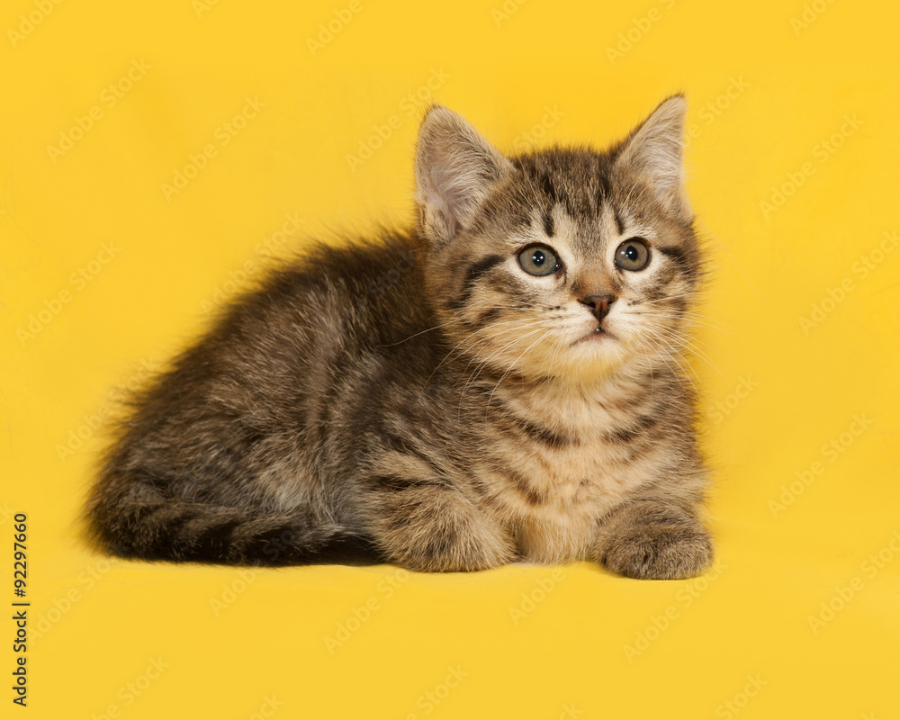 Tabby kitten lies on yellow