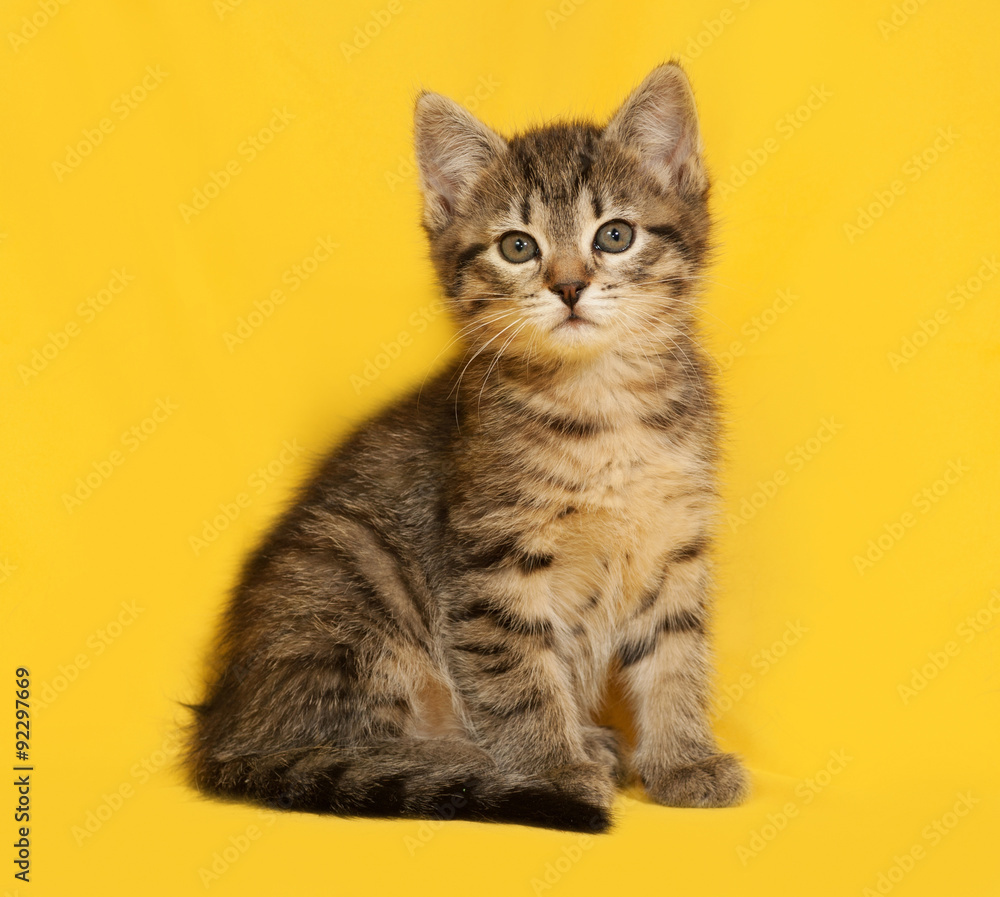 Tabby kitten sitting on yellow