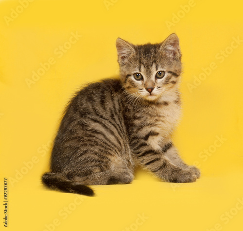 Tabby kitten sitting on yellow © Hanna Darzy