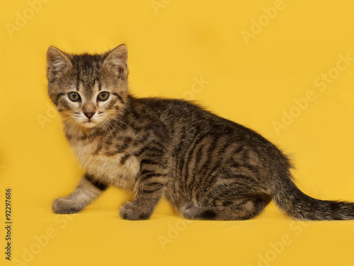 Tabby kitten going on yellow