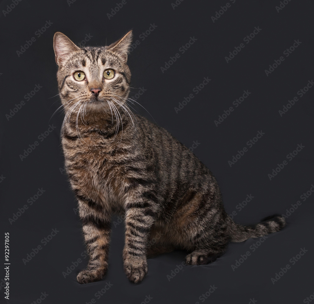 Striped cat sitting on dark gray