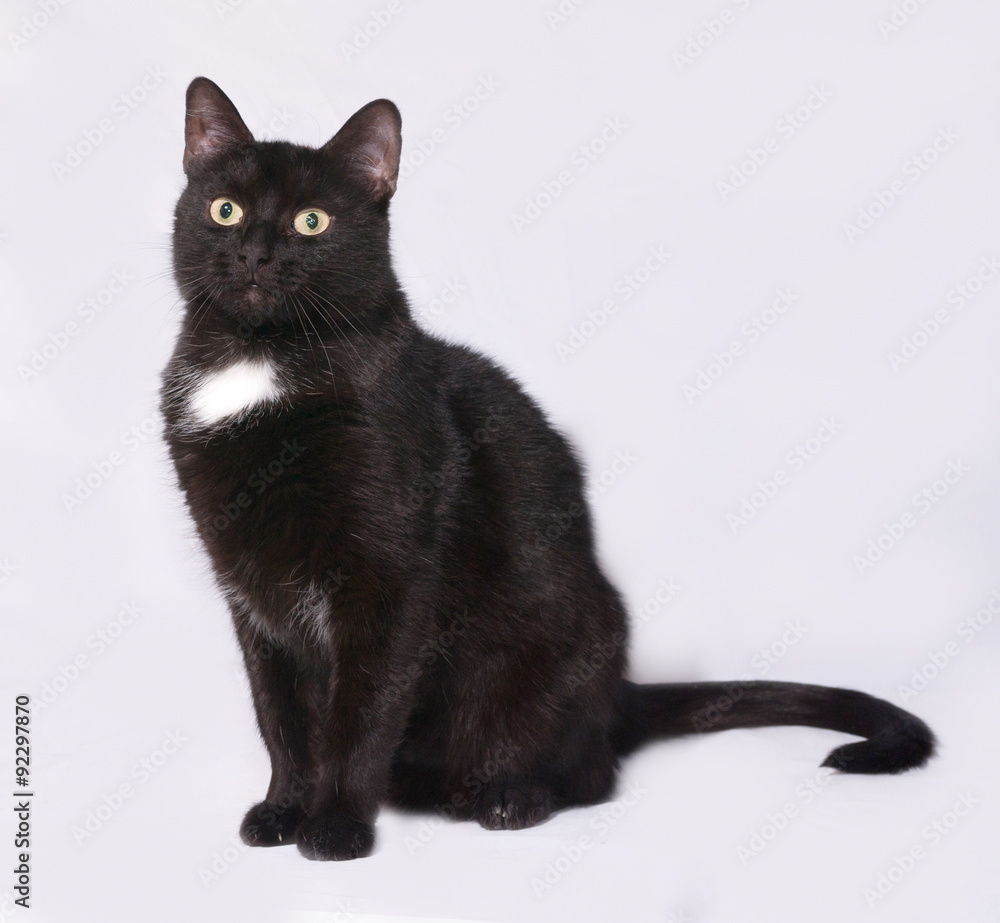 Black and white cat sitting on gray Black and white cat sitting on gray