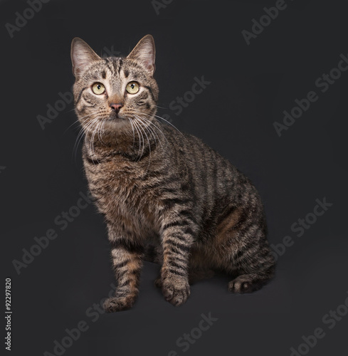 Striped cat sitting on dark gray