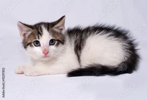 White and striped kitten lying on gray