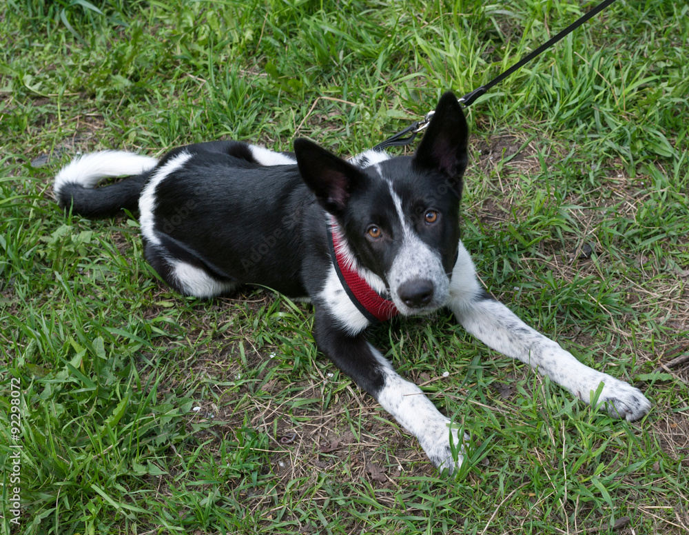 Black and white dog lying on grass