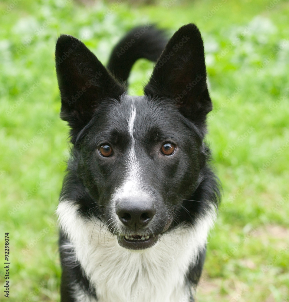 Black and white dog on background of grass Black and white dog on background of grass