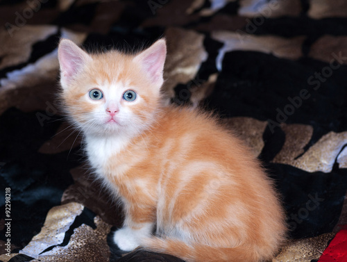 Red and white fluffy kitten standing on bed © Hanna Darzy