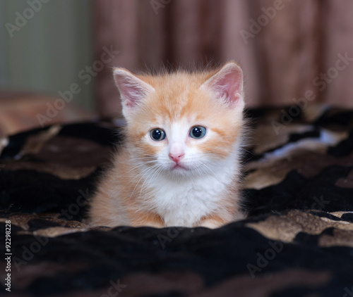 Red and white fluffy kitten lies on bed © Hanna Darzy