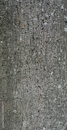 Texture of old tree bark with green moss