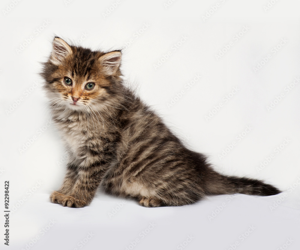 Fototapeta premium Fluffy Siberian striped kitten sitting on gray