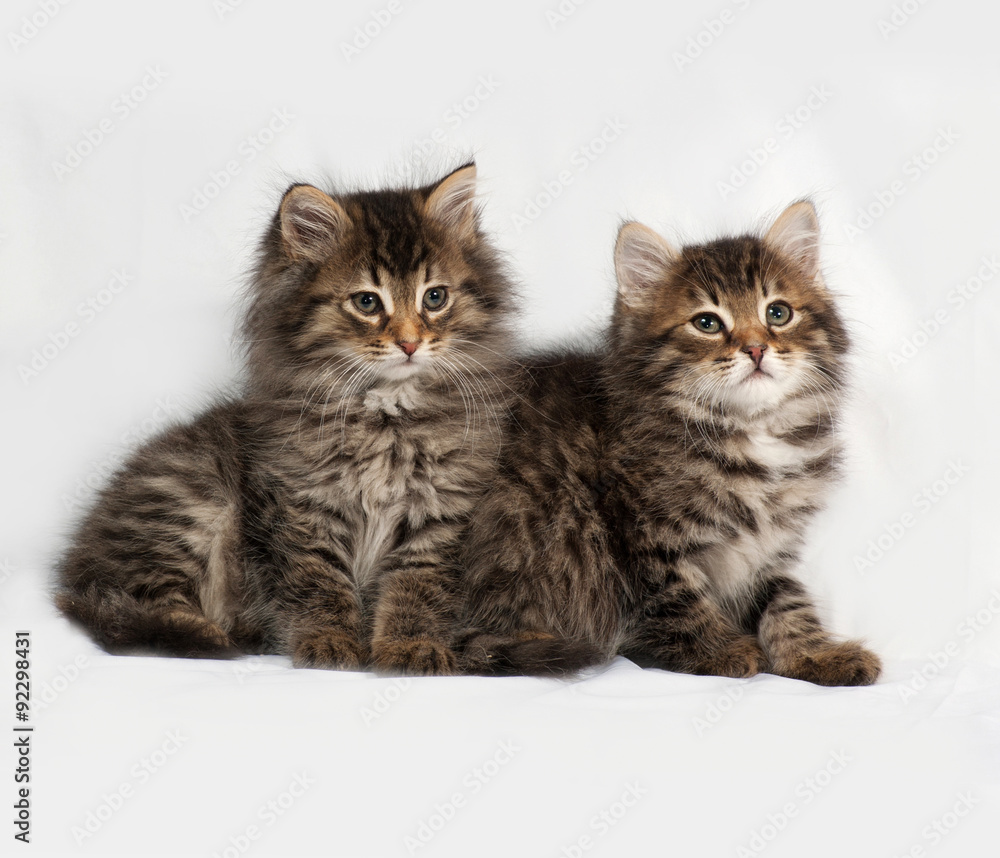 Two fluffy Siberian striped kitten lies on gray Two fluffy Siberian striped kitten lies on gray