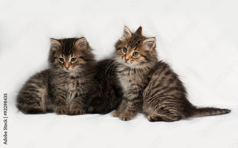 Three fluffy Siberian striped kitten sitting on gray